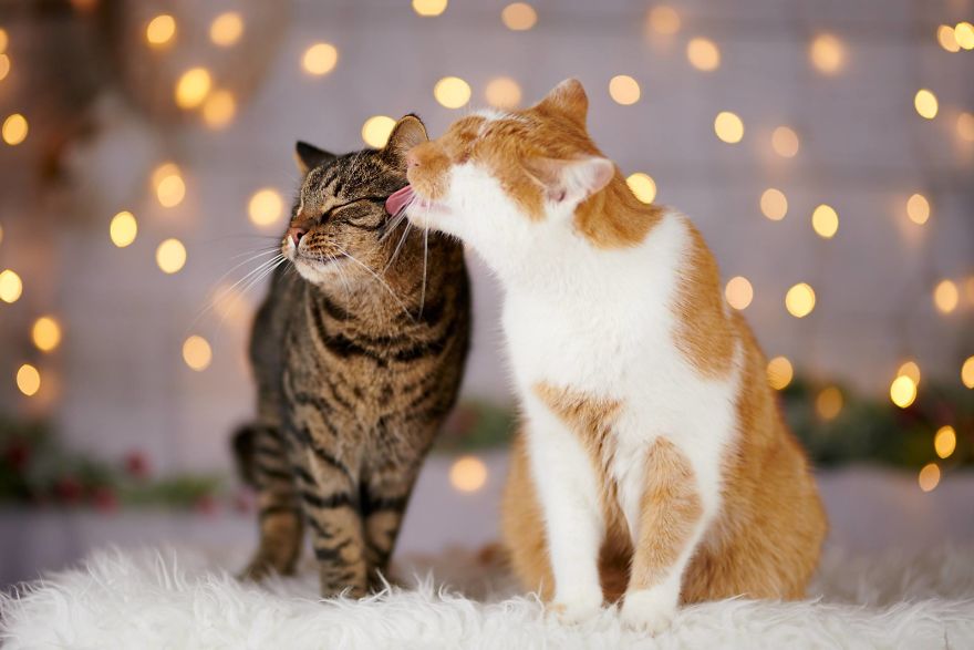 Meet Kazou – The Eyeless Cat Who Still Can 'See'!