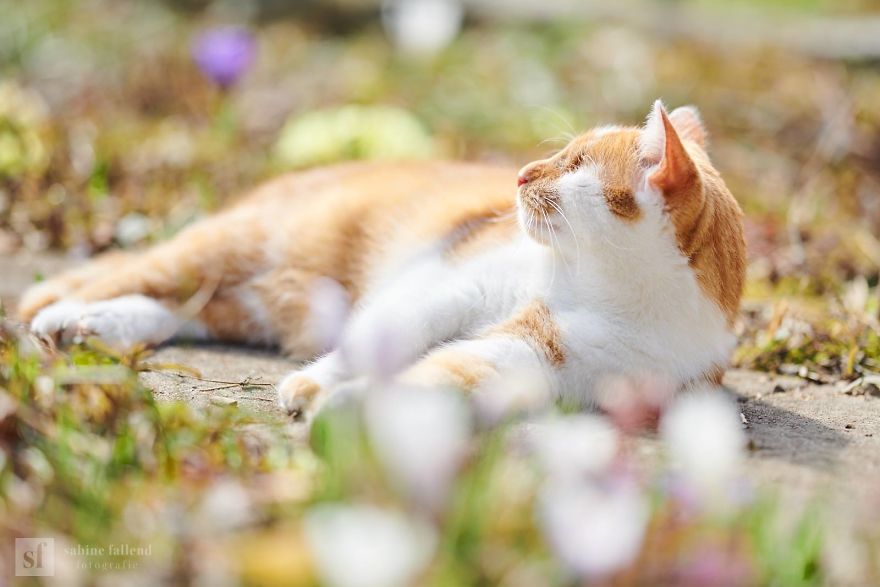 Meet Kazou – The Eyeless Cat Who Still Can 'See'!