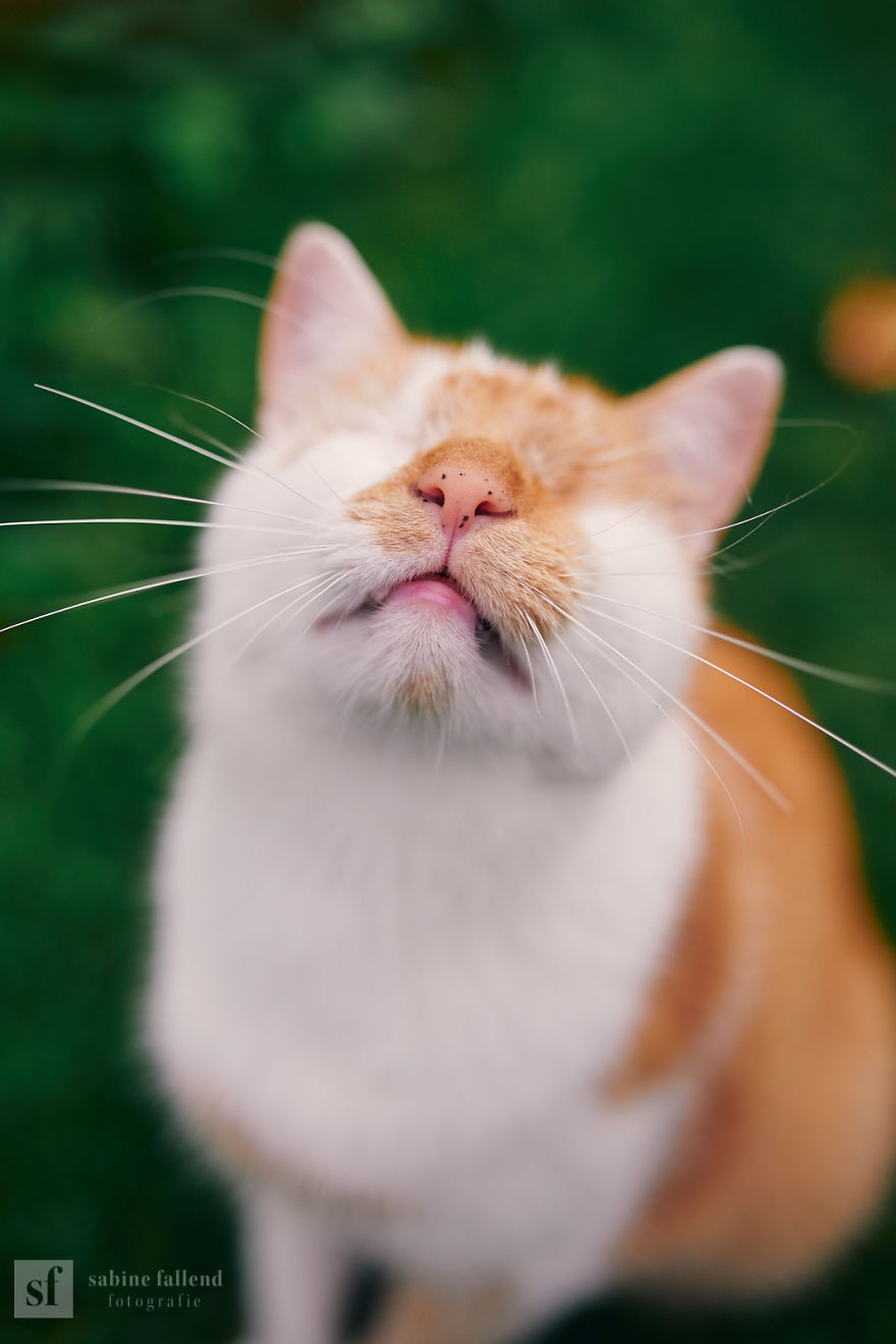 Meet Kazou – The Eyeless Cat Who Still Can 'See'!