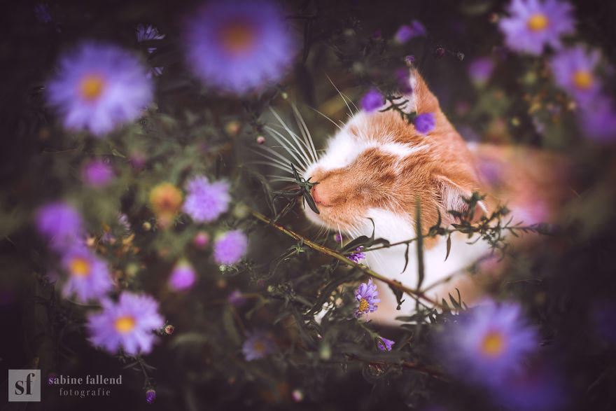 Meet Kazou – The Eyeless Cat Who Still Can 'See'!