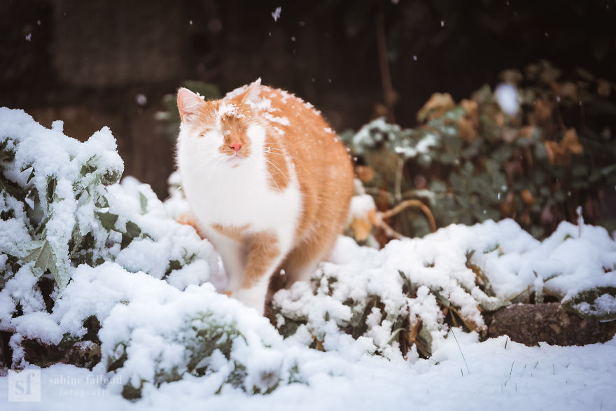 Meet Kazou – The Eyeless Cat Who Still Can 'See'!