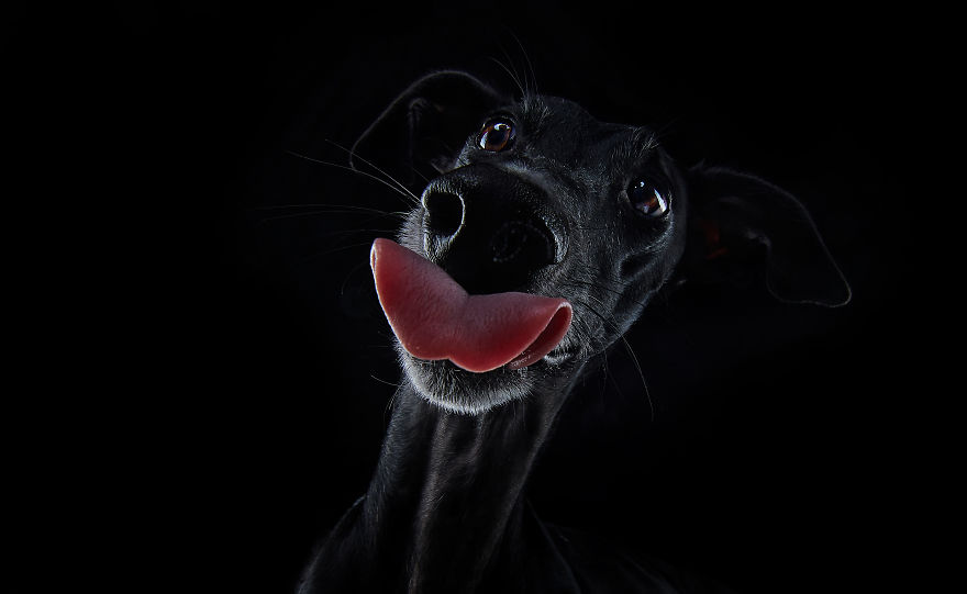 I Capture The Spanish Hunting Dogs As They Enjoy Their Life In Freedom- For The "Dia Del Galgo" World Galgo Day On 1. February - World Day For The Spanish Hunting Dogs 