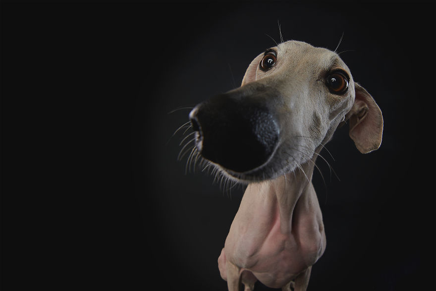 I Capture The Spanish Hunting Dogs As They Enjoy Their Life In Freedom- For The "Dia Del Galgo" World Galgo Day On 1. February - World Day For The Spanish Hunting Dogs 