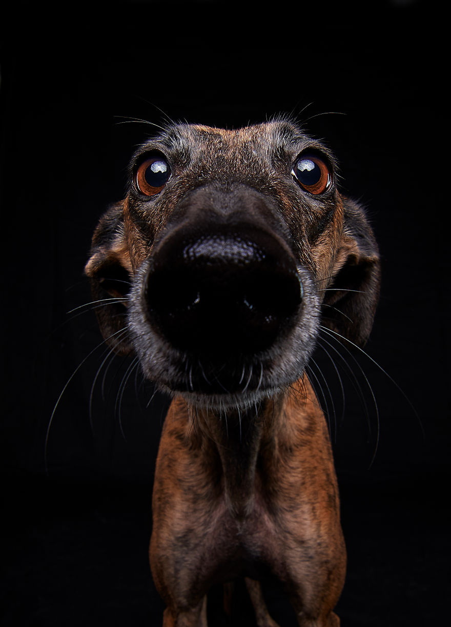 I Capture The Spanish Hunting Dogs As They Enjoy Their Life In Freedom- For The "Dia Del Galgo" World Galgo Day On 1. February - World Day For The Spanish Hunting Dogs 