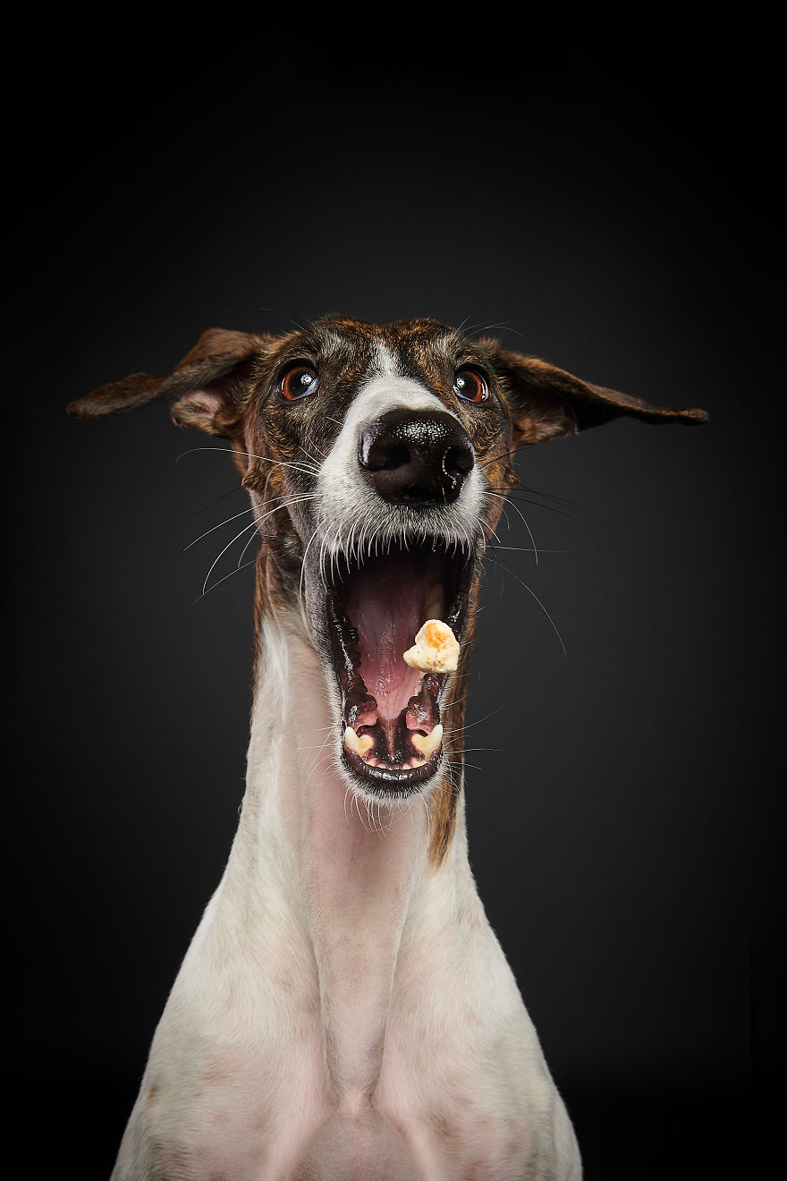 I Capture The Spanish Hunting Dogs As They Enjoy Their Life In Freedom- For The "Dia Del Galgo" World Galgo Day On 1. February - World Day For The Spanish Hunting Dogs 