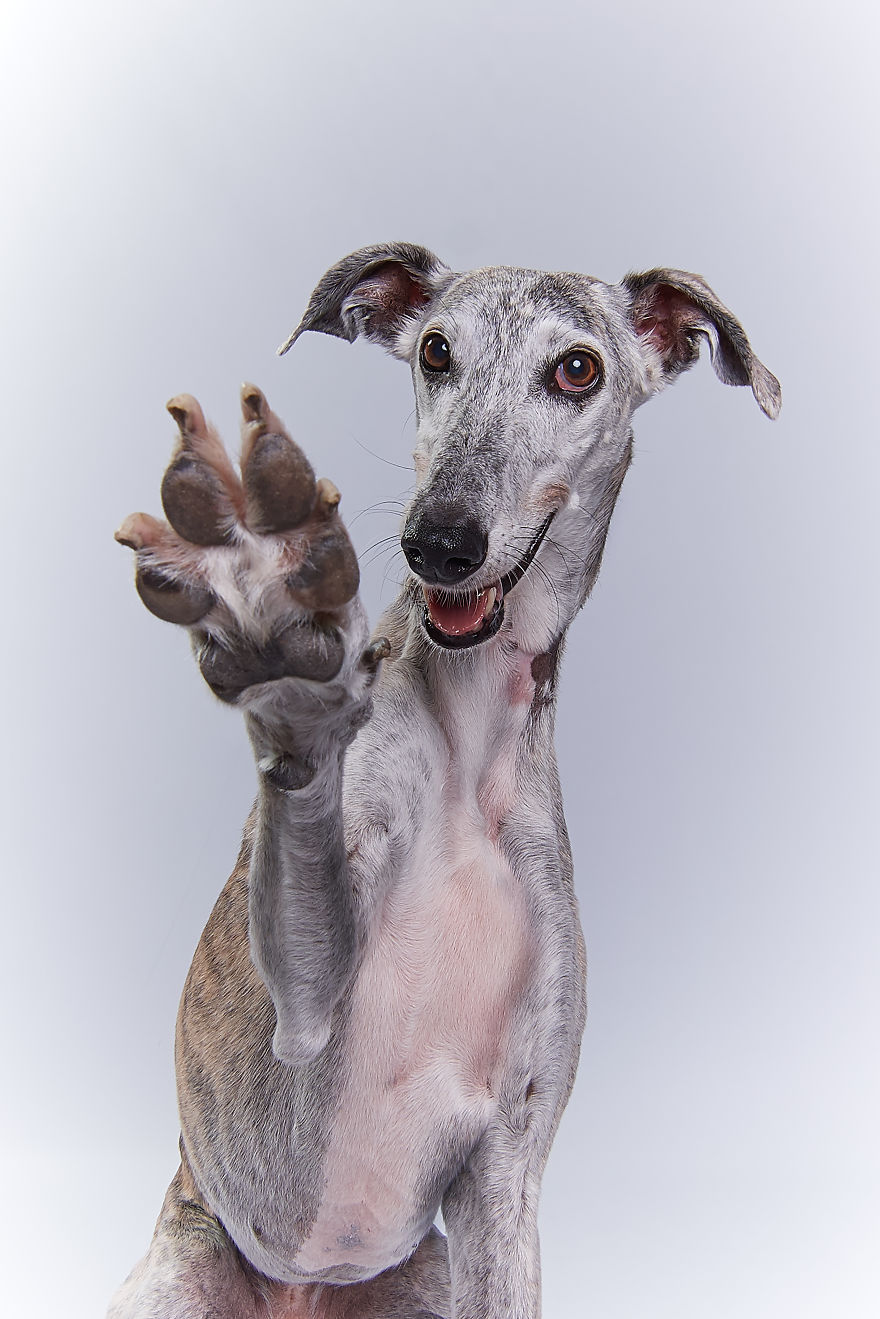 I Capture The Spanish Hunting Dogs As They Enjoy Their Life In Freedom- For The "Dia Del Galgo" World Galgo Day On 1. February - World Day For The Spanish Hunting Dogs 