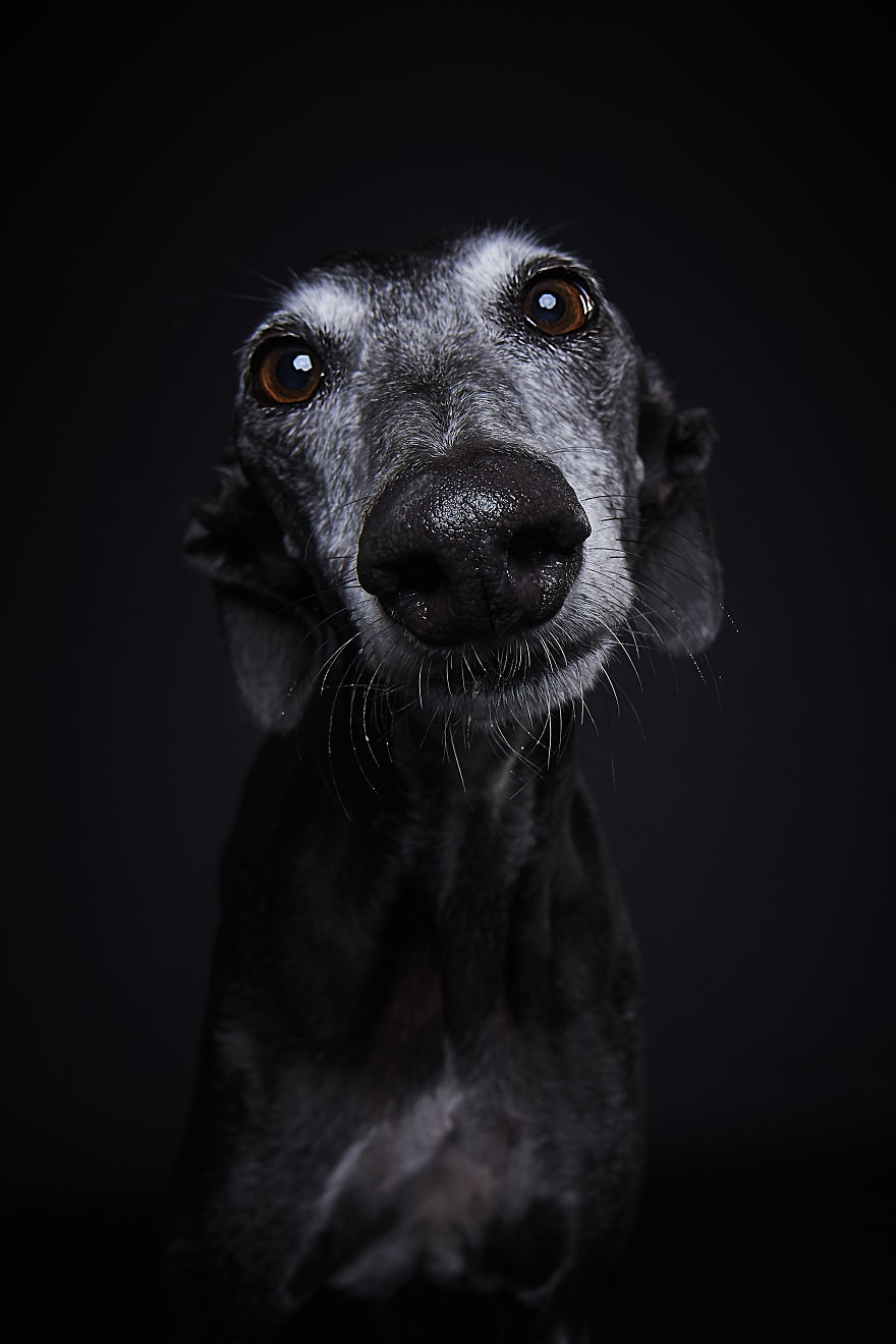 I Capture The Spanish Hunting Dogs As They Enjoy Their Life In Freedom- For The "Dia Del Galgo" World Galgo Day On 1. February - World Day For The Spanish Hunting Dogs 