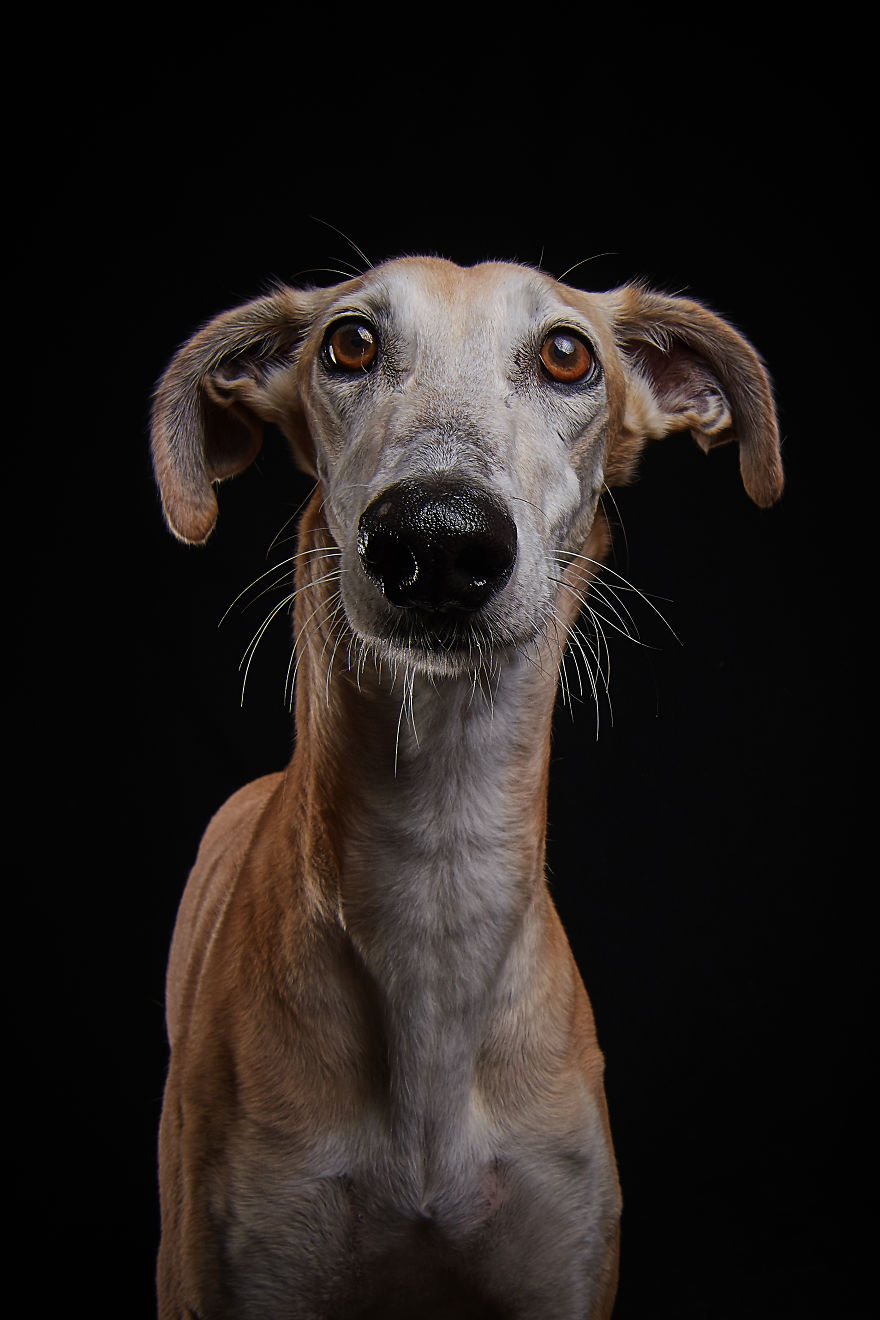 I Capture The Spanish Hunting Dogs As They Enjoy Their Life In Freedom- For The "Dia Del Galgo" World Galgo Day On 1. February - World Day For The Spanish Hunting Dogs 