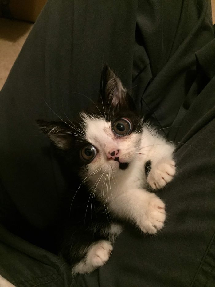 I Adopted A Kitten With Huge 'Glass' Eyes After He Was Found Abandoned On A Porch And He Is Now Our Family Member