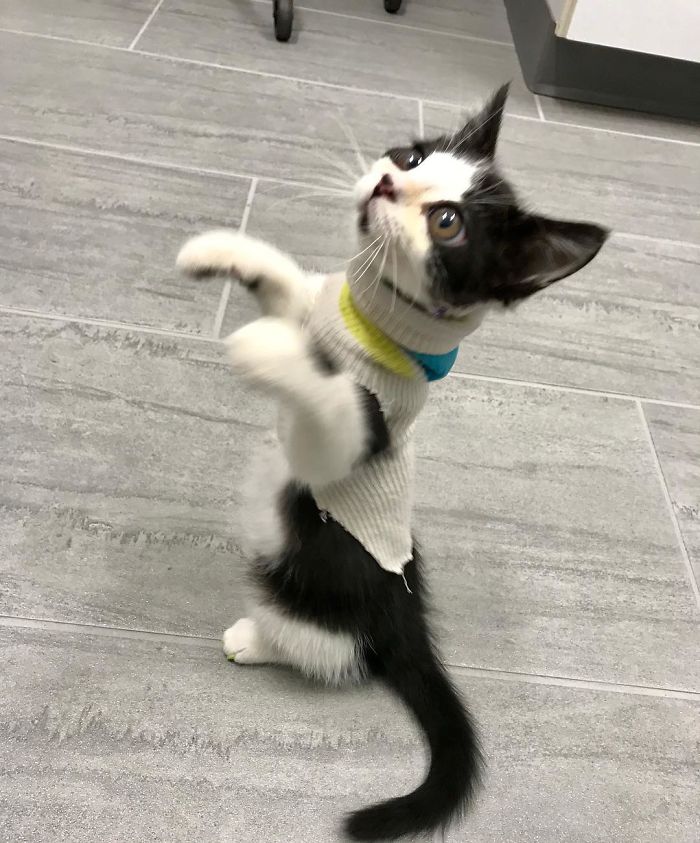 I Adopted A Kitten With Huge 'Glass' Eyes After He Was Found Abandoned On A Porch And He Is Now Our Family Member