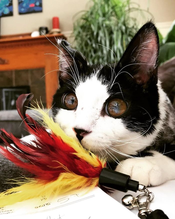 I Adopted A Kitten With Huge 'Glass' Eyes After He Was Found Abandoned On A Porch And He Is Now Our Family Member