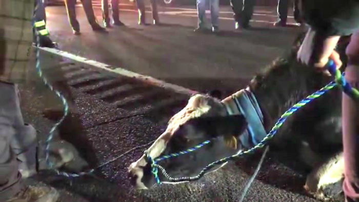 Pregnant Cow Escapes From A Truck That Was Taking Her To The Slaughterhouse And Gives Birth To A Wonderful Calf