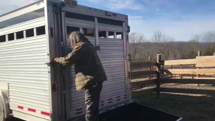 Pregnant Cow Escapes From A Truck That Was Taking Her To The Slaughterhouse And Gives Birth To A Wonderful Calf