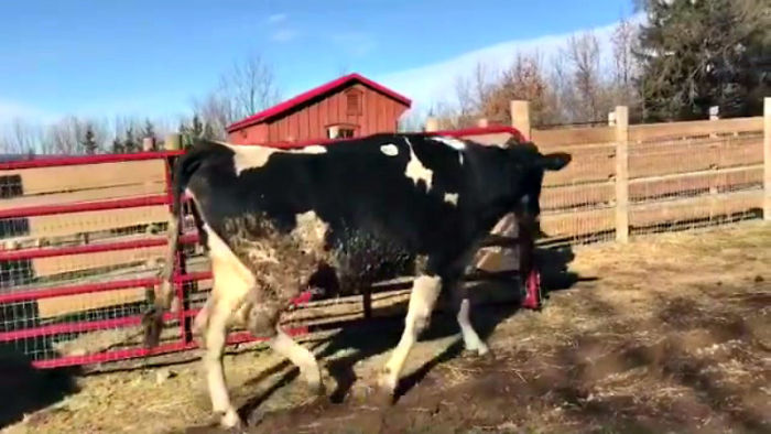 Pregnant Cow Escapes From A Truck That Was Taking Her To The Slaughterhouse And Gives Birth To A Wonderful Calf