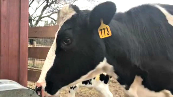 Pregnant Cow Escapes From A Truck That Was Taking Her To The Slaughterhouse And Gives Birth To A Wonderful Calf Pregnant Cow Escapes From A Truck That Was Taking Her To The Slaughterhouse And Gives Birth To A Wonderful Calf