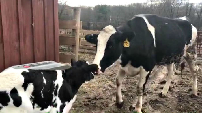Pregnant Cow Escapes From A Truck That Was Taking Her To The Slaughterhouse And Gives Birth To A Wonderful Calf Pregnant Cow Escapes From A Truck That Was Taking Her To The Slaughterhouse And Gives Birth To A Wonderful Calf