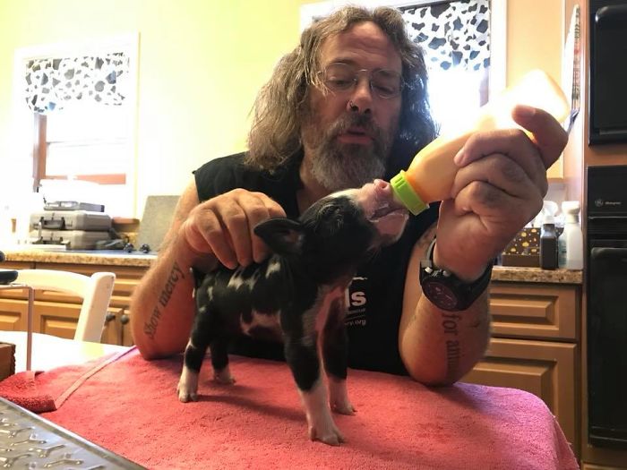 Pregnant Cow Escapes From A Truck That Was Taking Her To The Slaughterhouse And Gives Birth To A Wonderful Calf Pregnant Cow Escapes From A Truck That Was Taking Her To The Slaughterhouse And Gives Birth To A Wonderful Calf