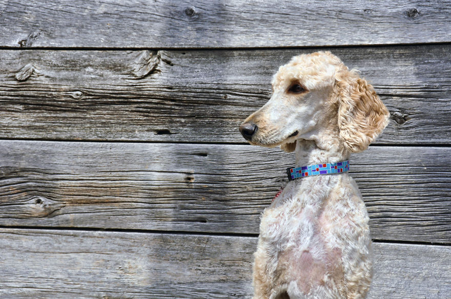 Photographer Takes Pics Of Dogs In Her Town And Raises Over $120,000 For Local Animal Shelter Photographer Takes Pics Of Dogs In Her Town And Raises Over $120,000 For Local Animal Shelter