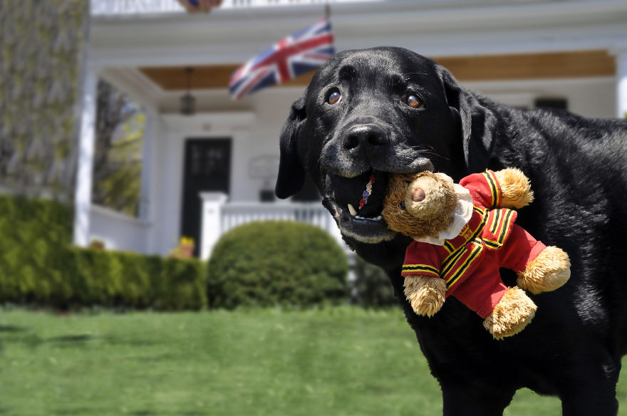 Photographer Takes Pics Of Dogs In Her Town And Raises Over $120,000 For Local Animal Shelter