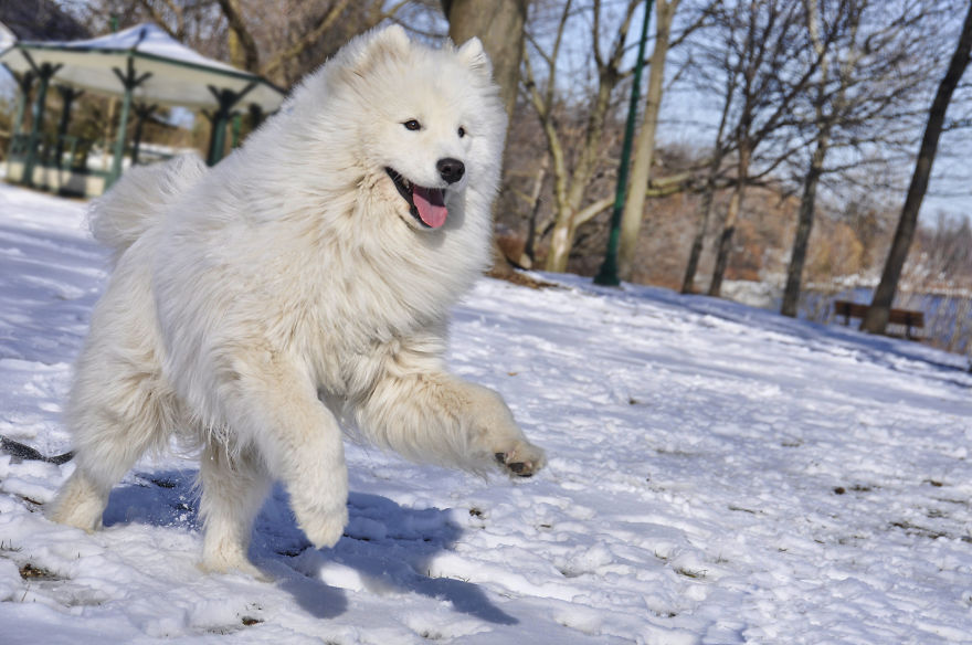 Photographer Takes Pics Of Dogs In Her Town And Raises Over $120,000 For Local Animal Shelter Photographer Takes Pics Of Dogs In Her Town And Raises Over $120,000 For Local Animal Shelter