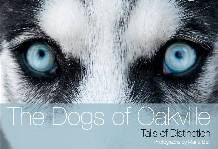 Photographer Takes Pics Of Dogs In Her Town And Raises Over $120,000 For Local Animal Shelter