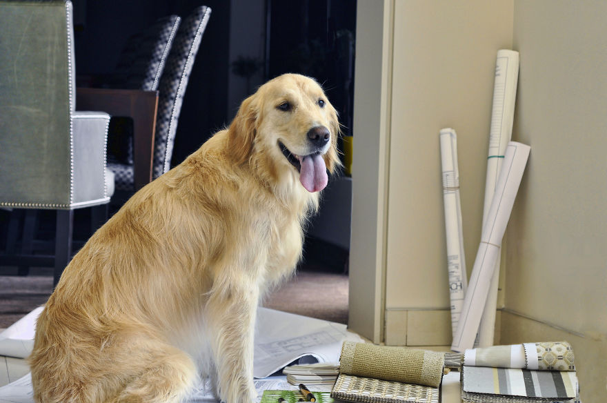Photographer Takes Pics Of Dogs In Her Town And Raises Over $120,000 For Local Animal Shelter Photographer Takes Pics Of Dogs In Her Town And Raises Over $120,000 For Local Animal Shelter