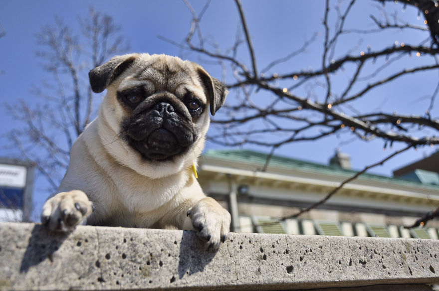Photographer Takes Pics Of Dogs In Her Town And Raises Over $120,000 For Local Animal Shelter Photographer Takes Pics Of Dogs In Her Town And Raises Over $120,000 For Local Animal Shelter
