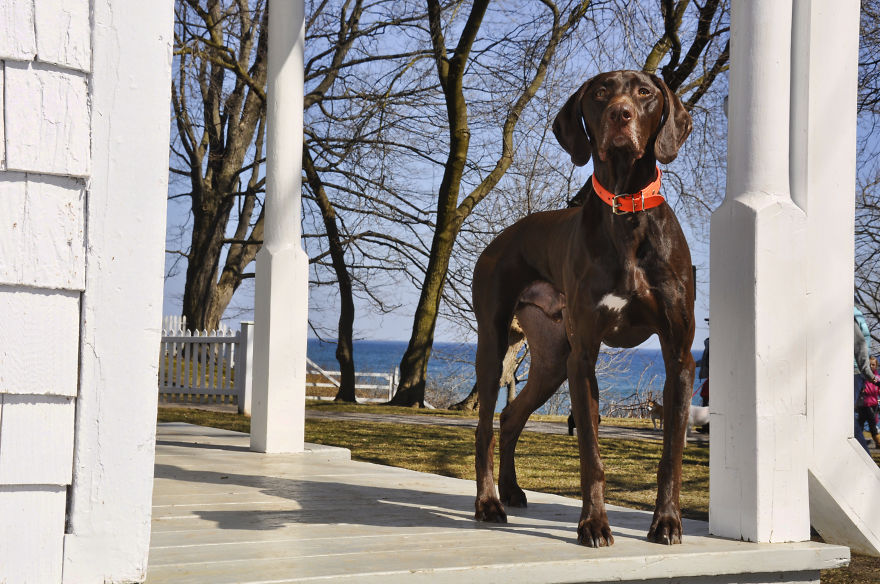 Photographer Takes Pics Of Dogs In Her Town And Raises Over $120,000 For Local Animal Shelter