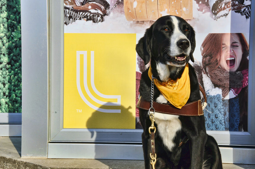 Photographer Takes Pics Of Dogs In Her Town And Raises Over $120,000 For Local Animal Shelter