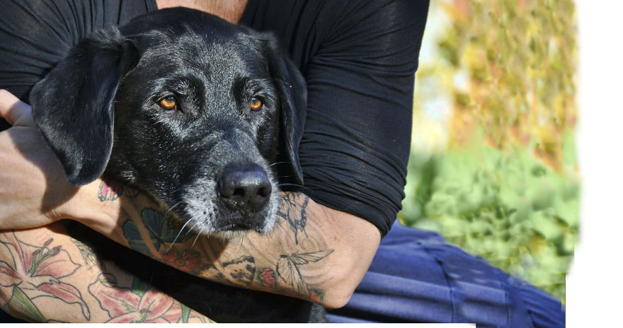 Photographer Takes Pics Of Dogs In Her Town And Raises Over $120,000 For Local Animal Shelter