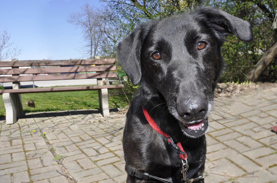 Photographer Takes Pics Of Dogs In Her Town And Raises Over $120,000 For Local Animal Shelter