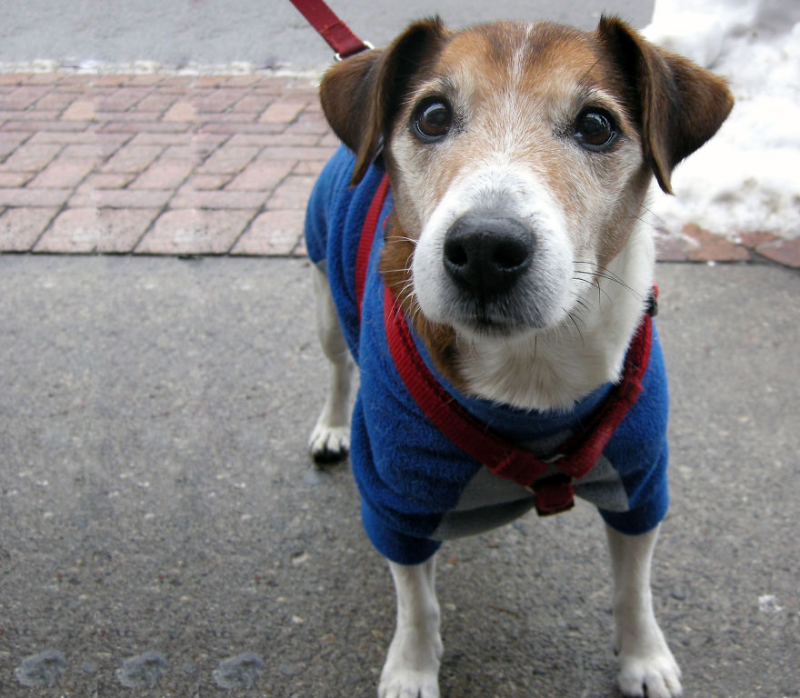 Photographer Takes Pics Of Dogs In Her Town And Raises Over $120,000 For Local Animal Shelter