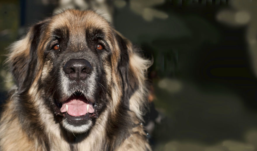 Photographer Takes Pics Of Dogs In Her Town And Raises Over $120,000 For Local Animal Shelter