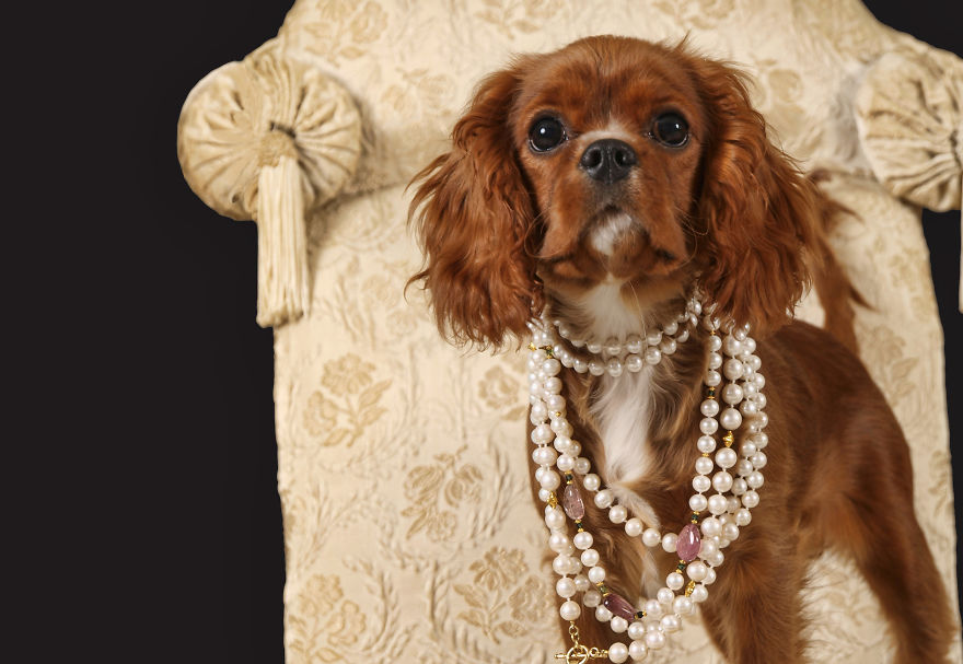 Photographer Takes Pics Of Dogs In Her Town And Raises Over $120,000 For Local Animal Shelter Photographer Takes Pics Of Dogs In Her Town And Raises Over $120,000 For Local Animal Shelter