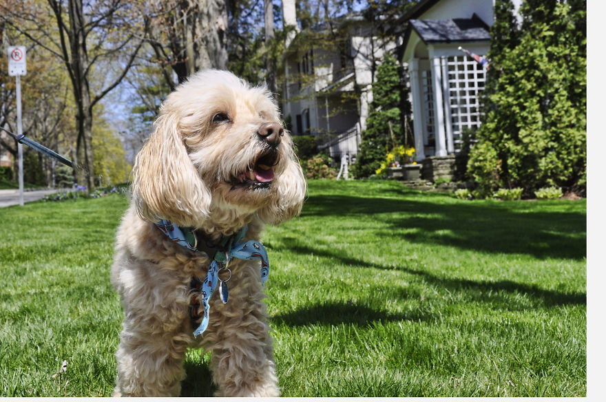 Photographer Takes Pics Of Dogs In Her Town And Raises Over $120,000 For Local Animal Shelter
