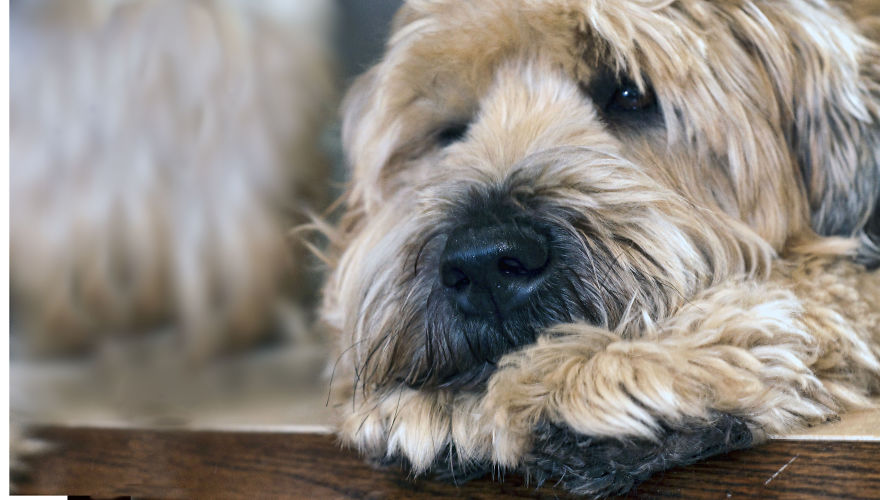 Photographer Takes Pics Of Dogs In Her Town And Raises Over $120,000 For Local Animal Shelter