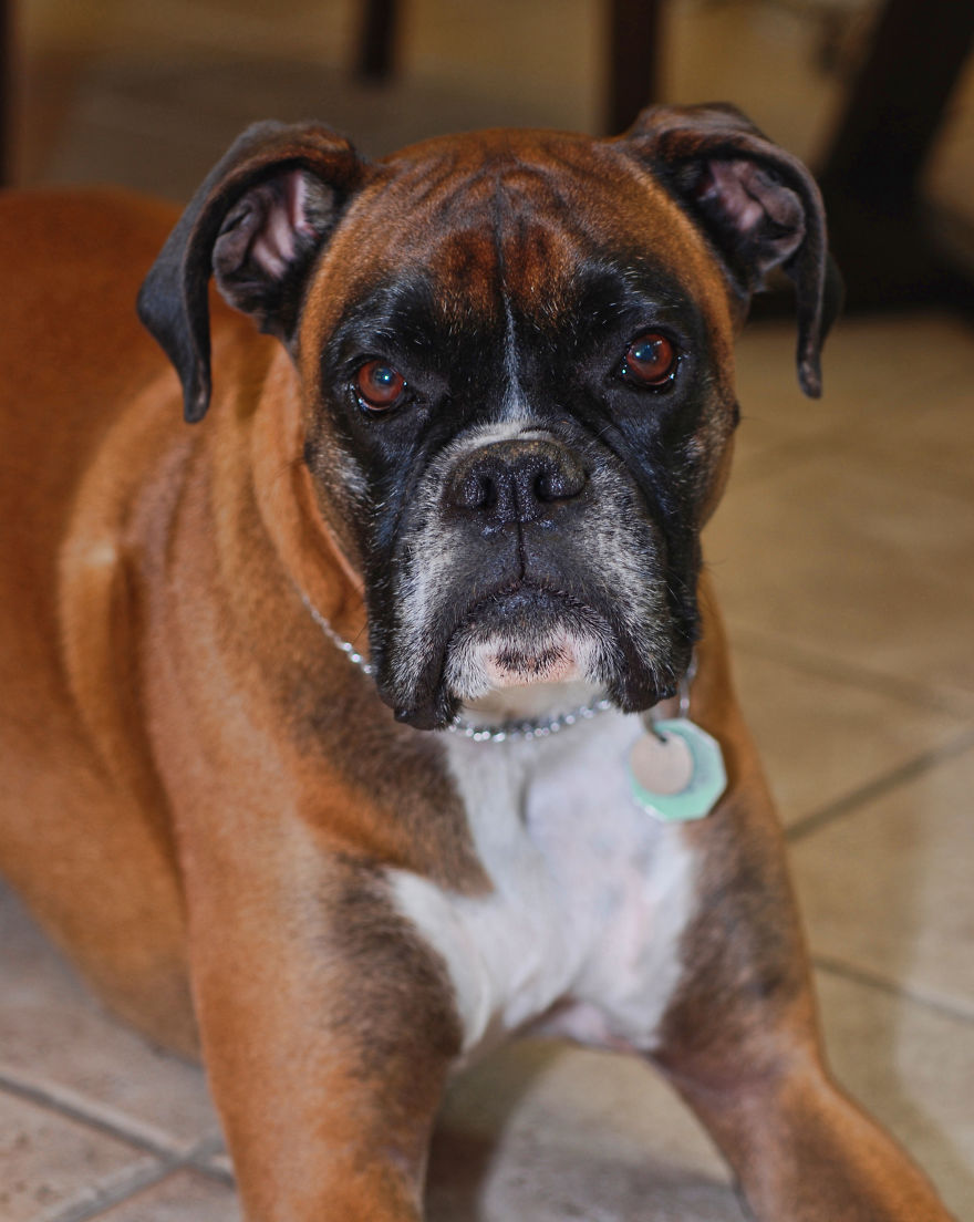 Photographer Takes Pics Of Dogs In Her Town And Raises Over $120,000 For Local Animal Shelter