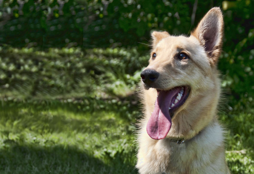 Photographer Takes Pics Of Dogs In Her Town And Raises Over $120,000 For Local Animal Shelter