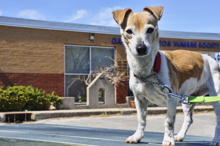 Photographer Takes Pics Of Dogs In Her Town And Raises Over $120,000 For Local Animal Shelter