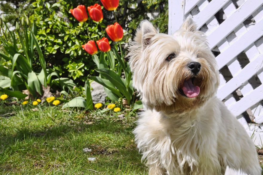 Photographer Takes Pics Of Dogs In Her Town And Raises Over $120,000 For Local Animal Shelter