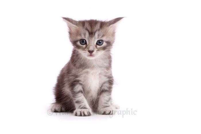 Timelapse Of A Maine Coon Kitten Growing Up Into A Gorgeous Cat In Just 20 Seconds Timelapse Of A Maine Coon Kitten Growing Up Into A Gorgeous Cat In Just 20 Seconds
