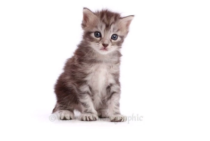 Timelapse Of A Maine Coon Kitten Growing Up Into A Gorgeous Cat In Just 20 Seconds Timelapse Of A Maine Coon Kitten Growing Up Into A Gorgeous Cat In Just 20 Seconds