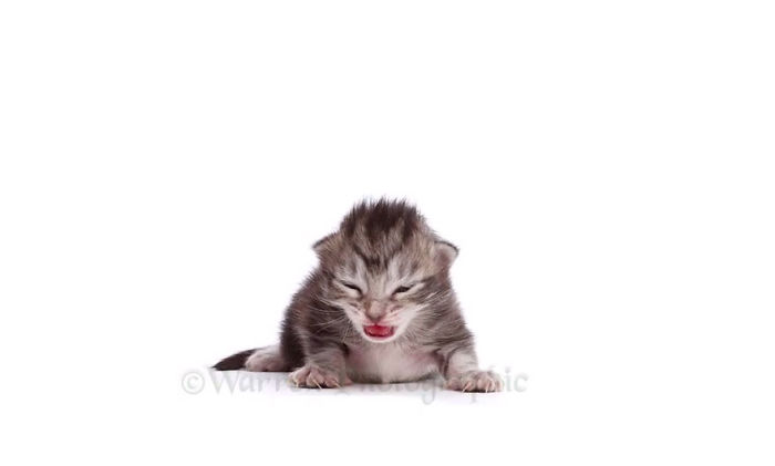 Timelapse Of A Maine Coon Kitten Growing Up Into A Gorgeous Cat In Just 20 Seconds Timelapse Of A Maine Coon Kitten Growing Up Into A Gorgeous Cat In Just 20 Seconds