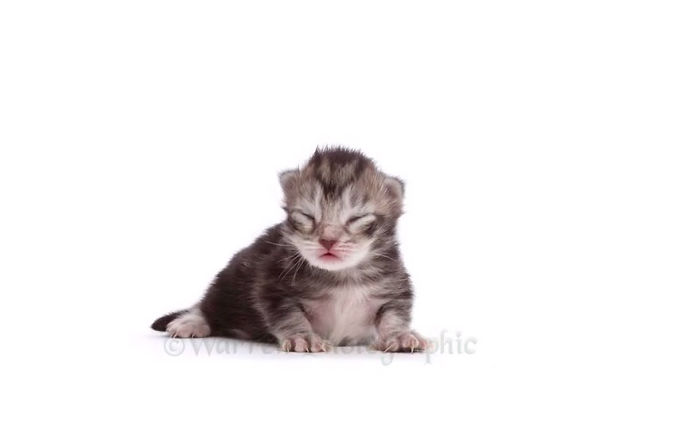 Timelapse Of A Maine Coon Kitten Growing Up Into A Gorgeous Cat In Just 20 Seconds Timelapse Of A Maine Coon Kitten Growing Up Into A Gorgeous Cat In Just 20 Seconds