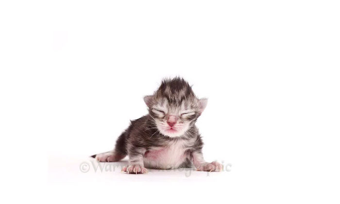 Timelapse Of A Maine Coon Kitten Growing Up Into A Gorgeous Cat In Just 20 Seconds Timelapse Of A Maine Coon Kitten Growing Up Into A Gorgeous Cat In Just 20 Seconds