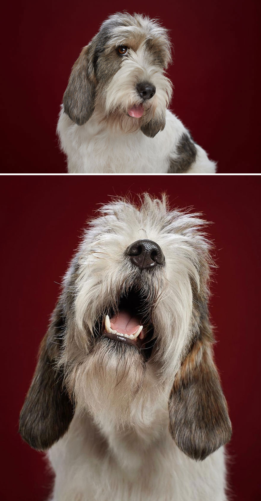 Billy, The Petit Basset Griffon Vendéen
