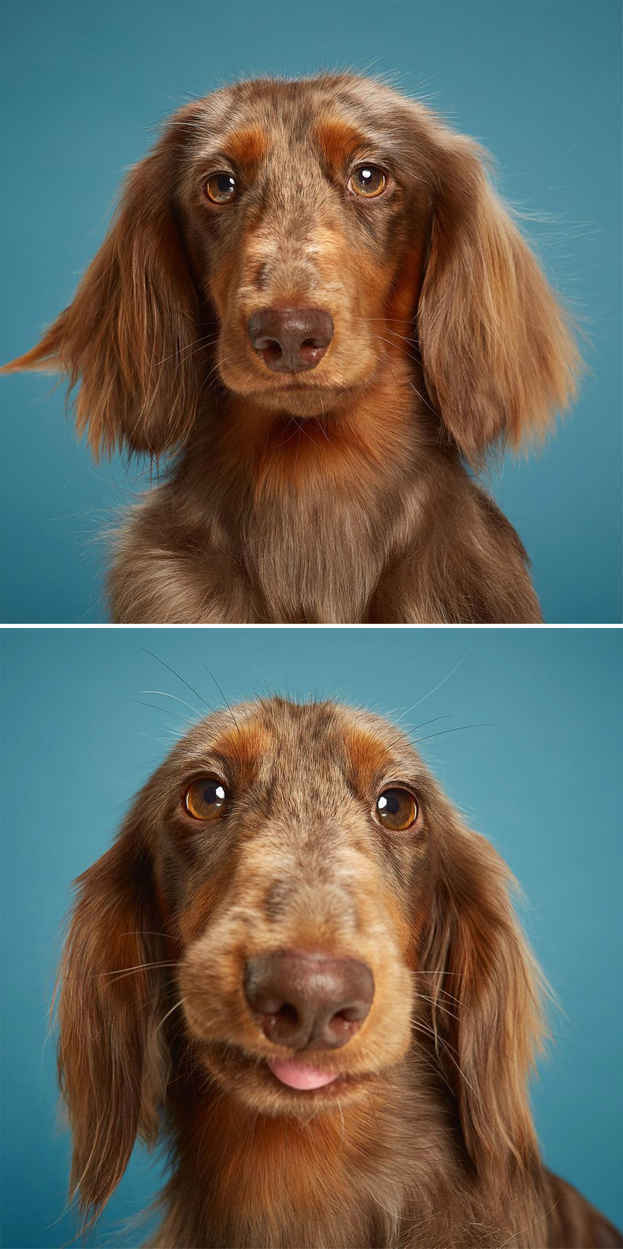 Zlatan, The Longhaired Dachshund