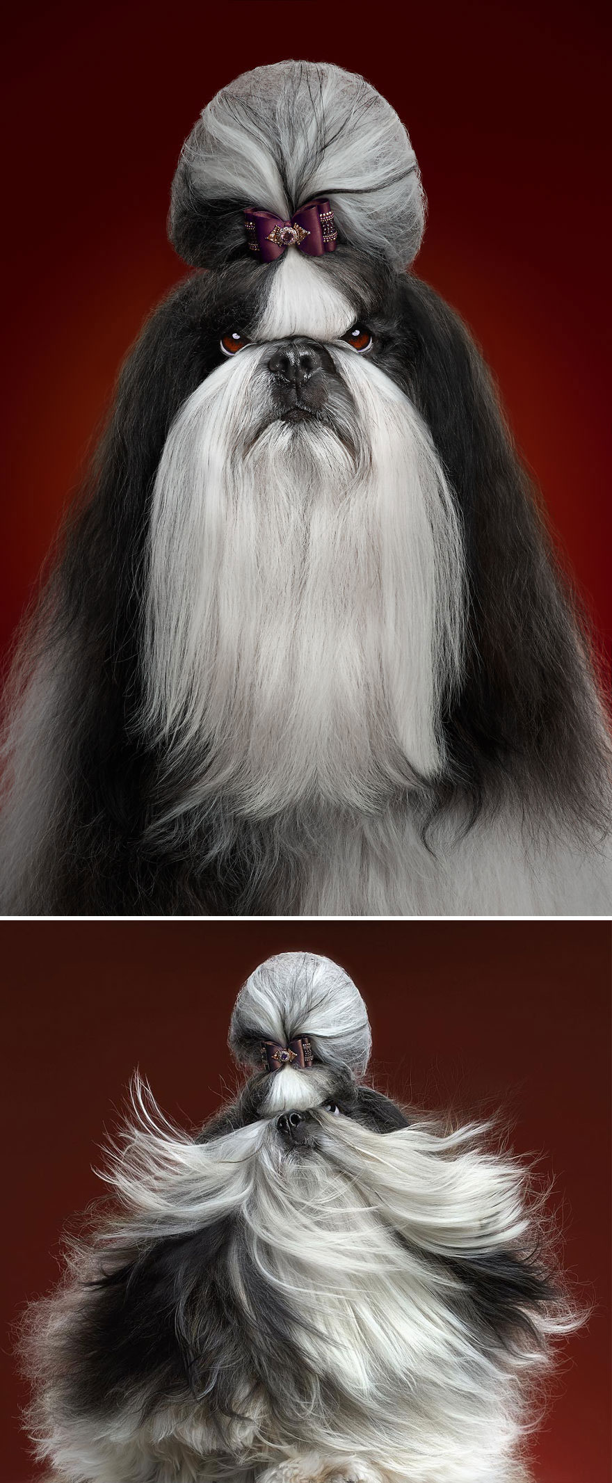 Dennis, The Shih Tzu