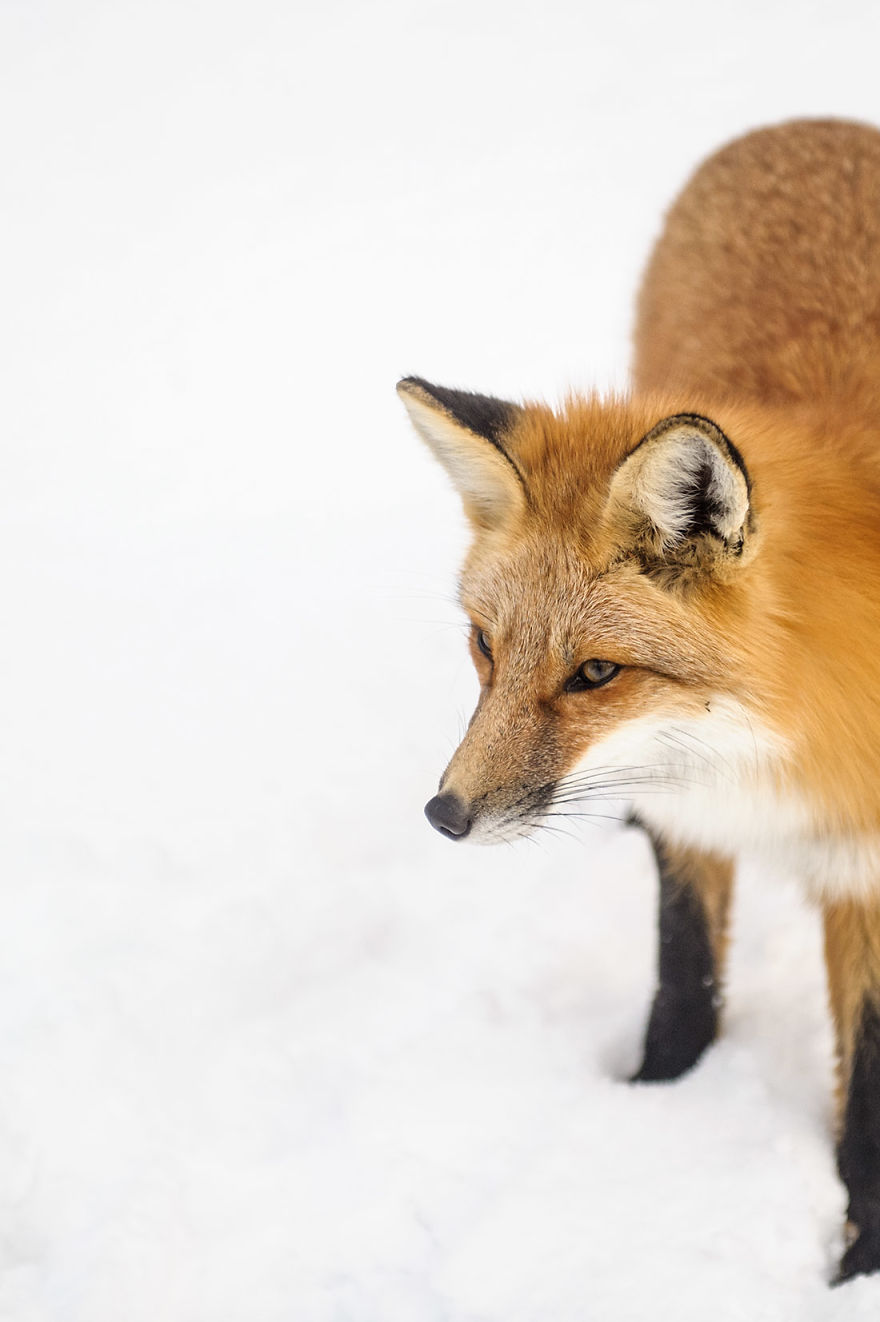 A Fox Photobombed Our Photoshoot A Fox Photobombed Our Photoshoot
