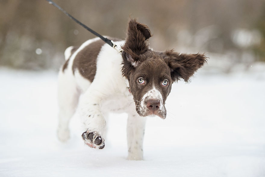 A Fox Photobombed Our Photoshoot A Fox Photobombed Our Photoshoot